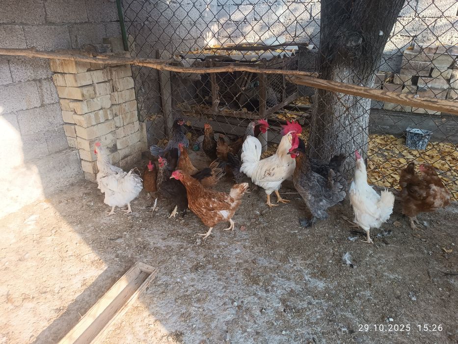 Куры несутся хорошо 14 шт.