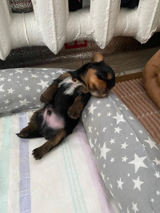 Продам щенков Йоркширского терьера( мини)