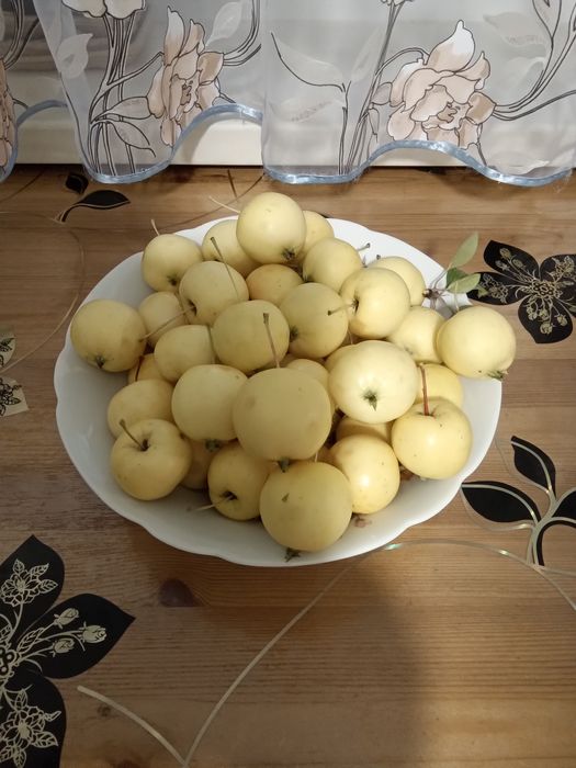 Яблочки-ранетки Уралочка