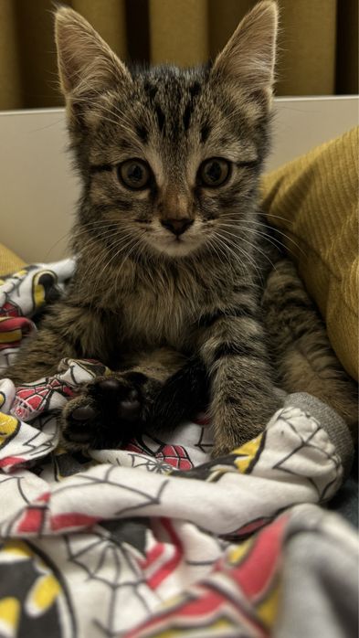 Котик ищет любящий дом .