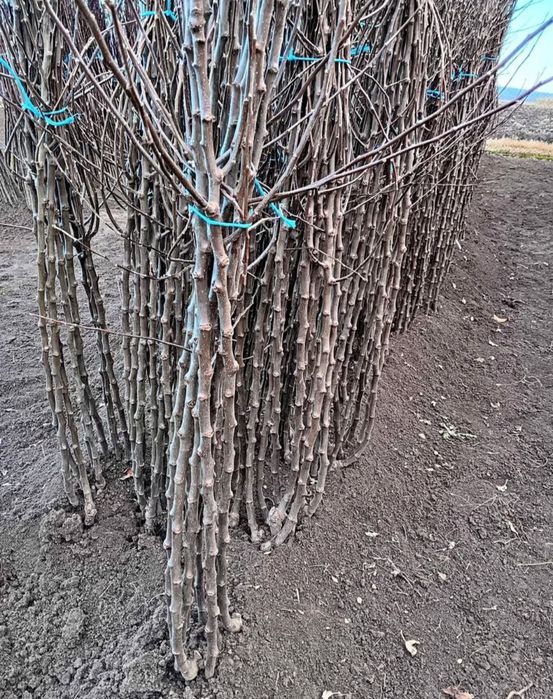 Pomi altoiti certificati