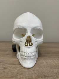 Анатомичен череп-Оскар