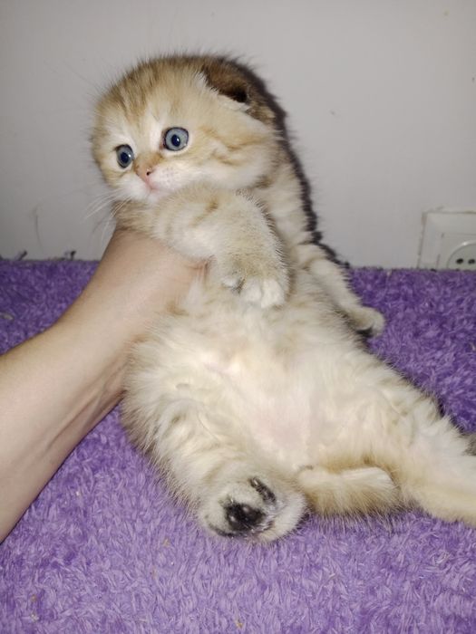 Шладкие котята вислоухие