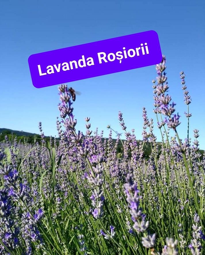 Tufe lavanda Lavandin