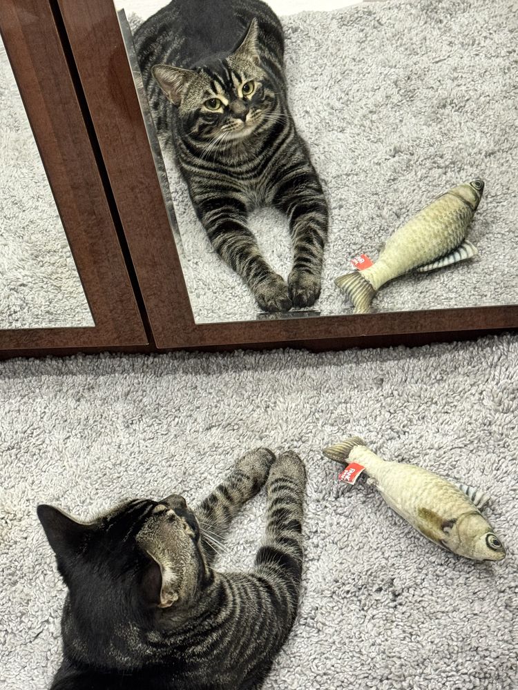 Вязка красивого кота