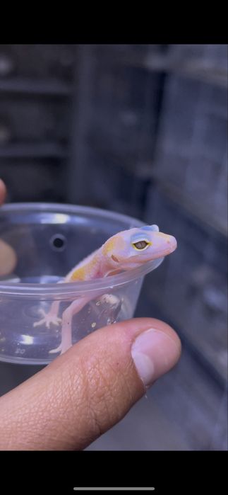 Гекконы эублефары ручные ящерки