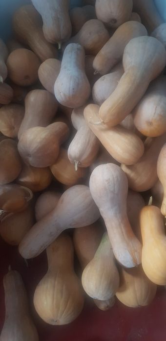 Тыква "мантная(лампочка) и "пышка", продам