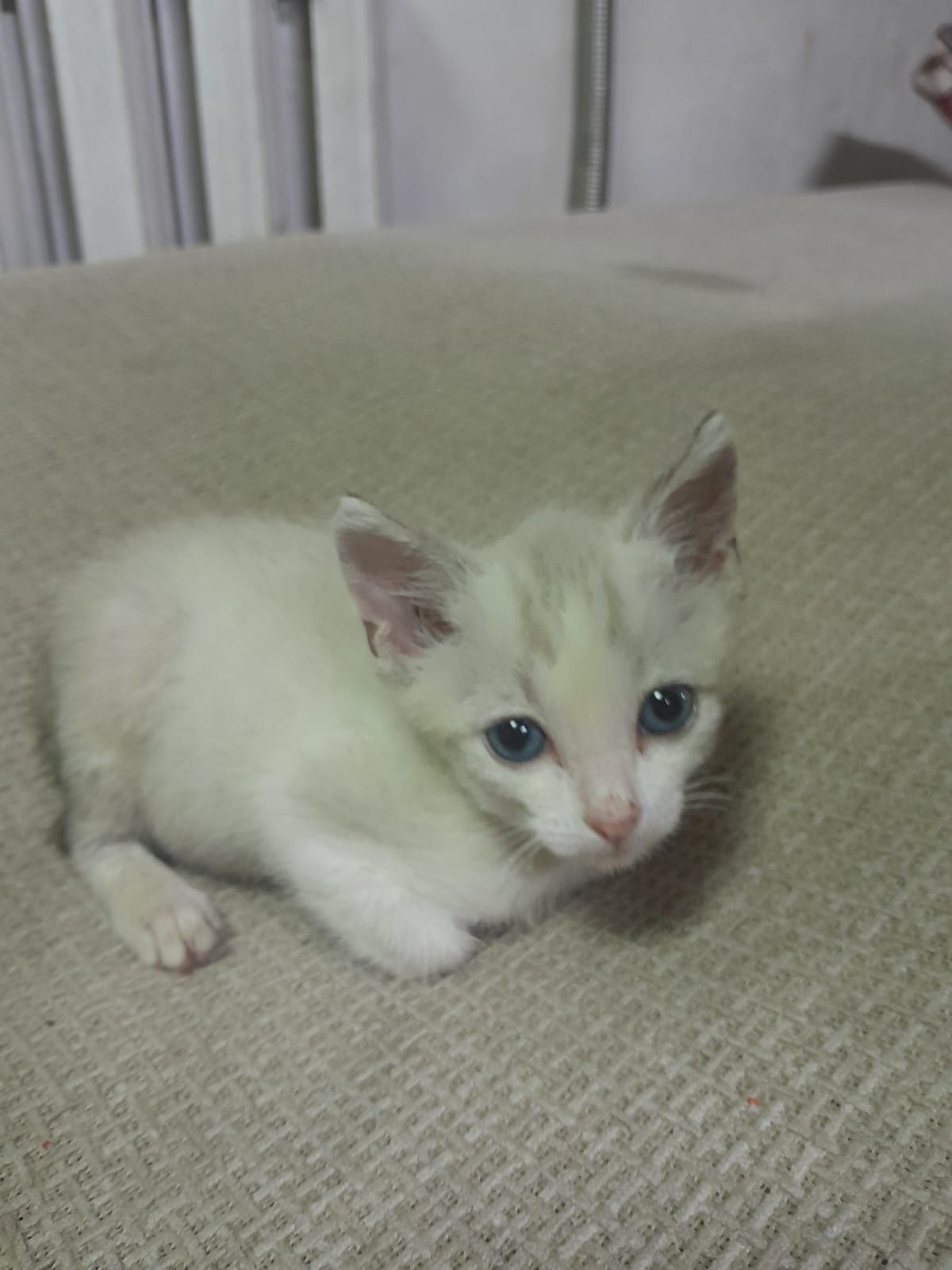 Котята ищут дом!