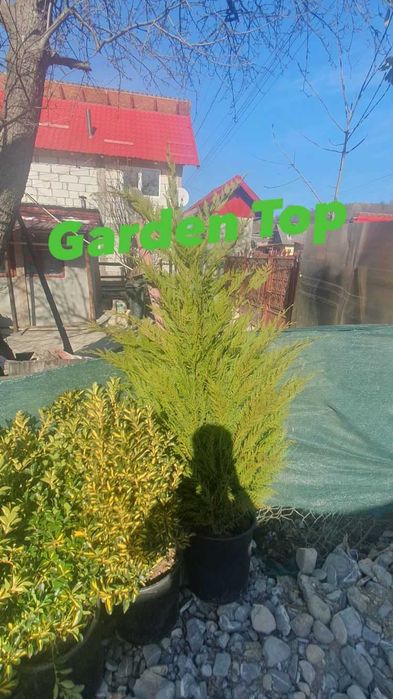 Gazon tip rulou, plante ornamentale, tuia, catalpa