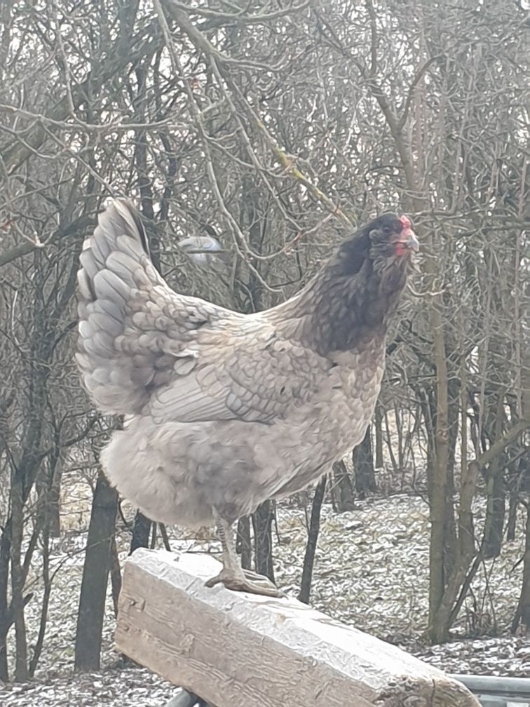 Vand oua ameraucana provenite de la pasari crescute  in sistem ecologi