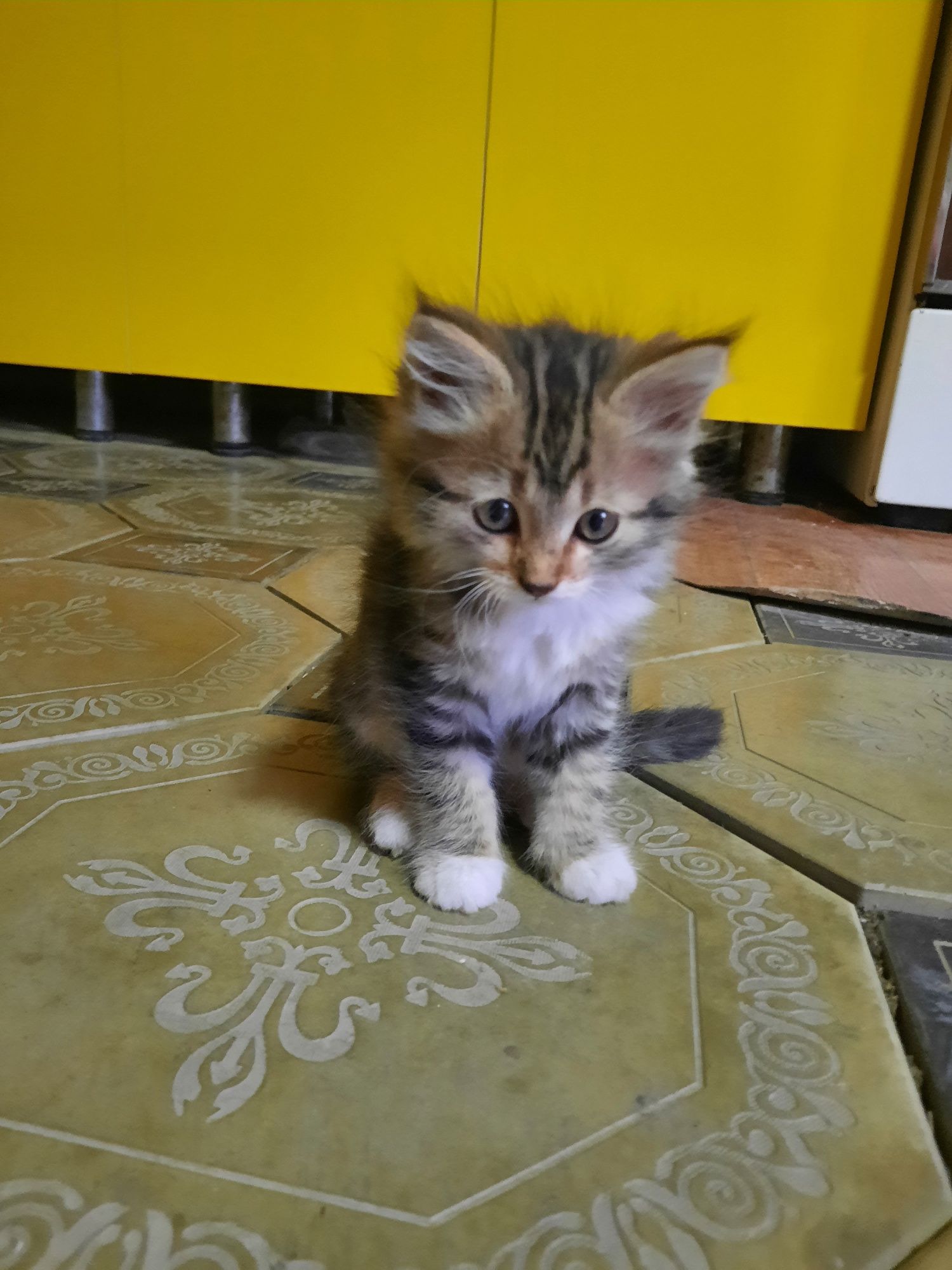 Котята даром в добрые руки