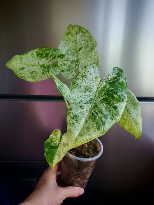 Алоказия Одора Батик