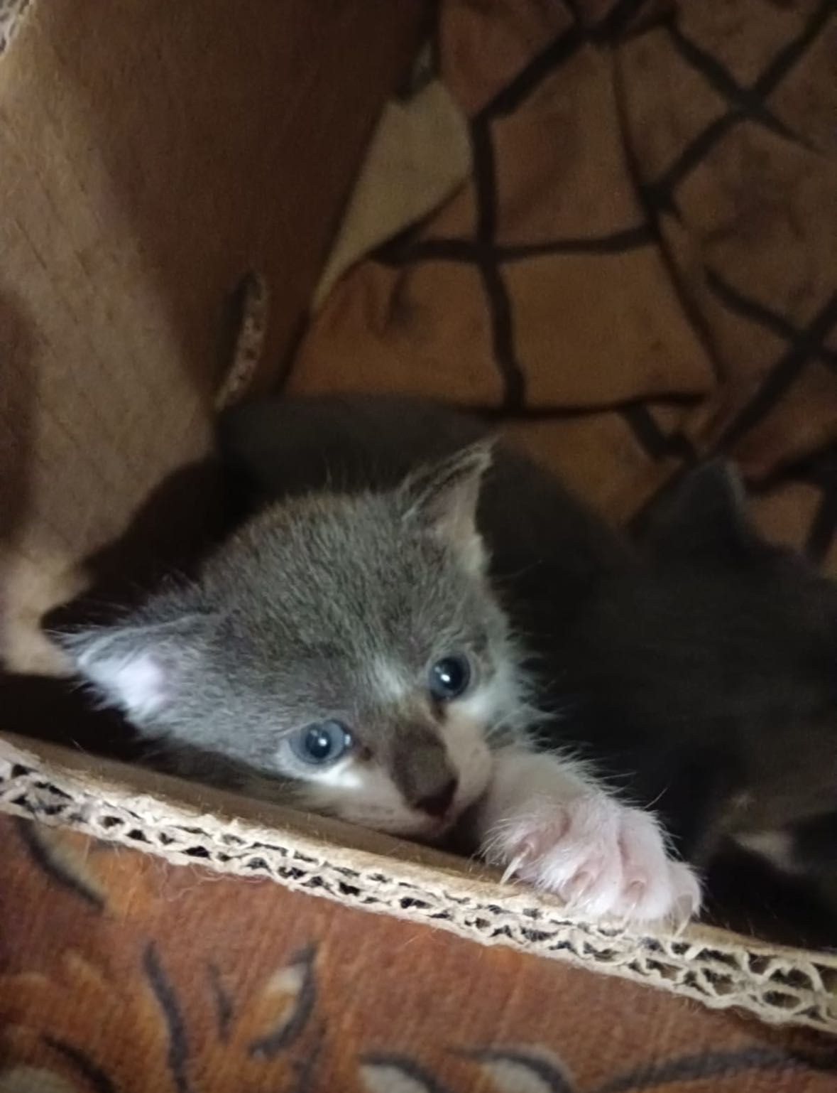 Отдам котят 2месяца (мальчики и девочки)
