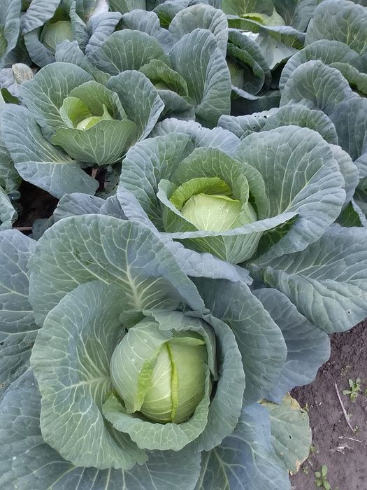 Vând varză preț 1 leu kg