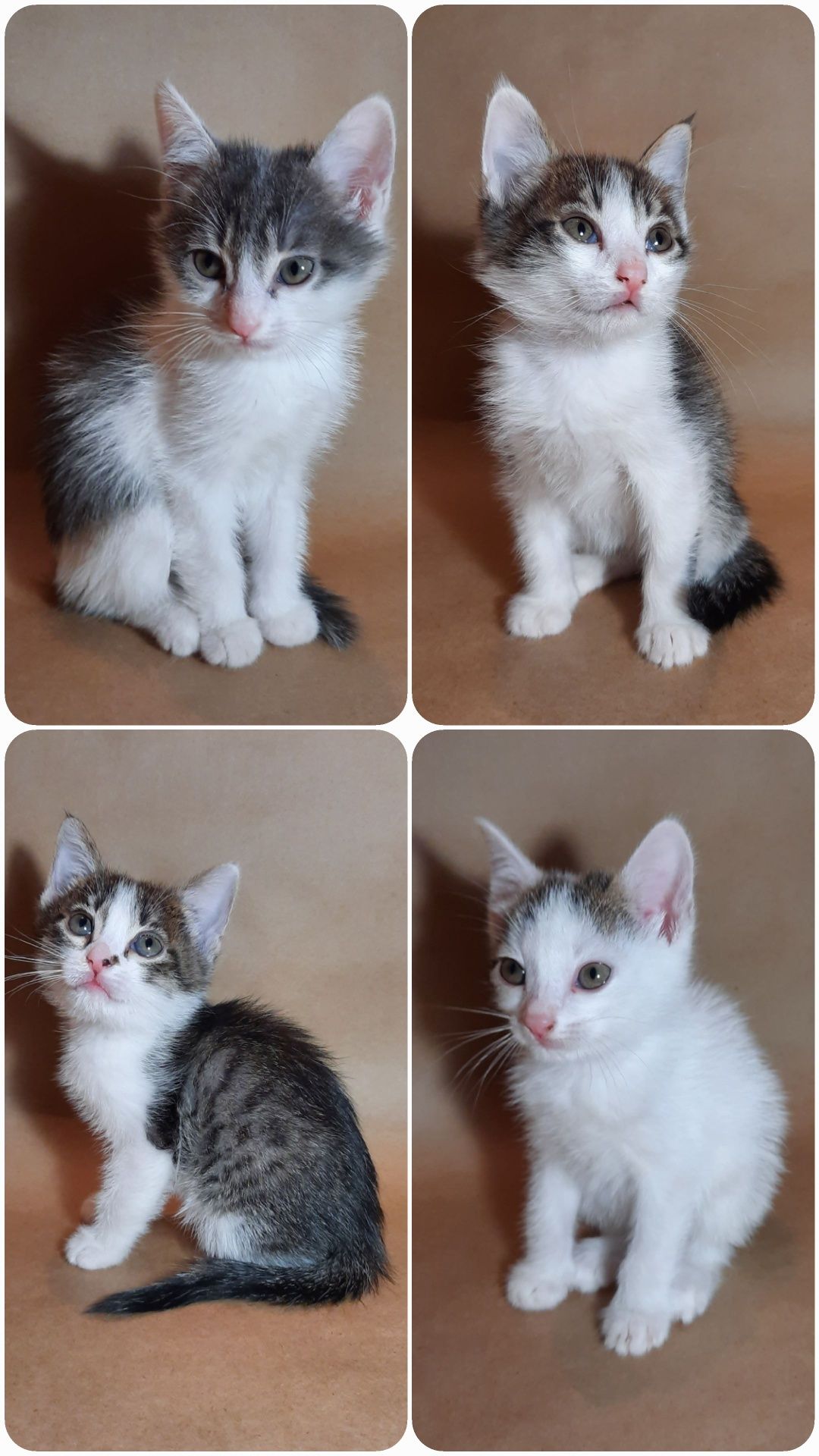 Котята в хорошие руки