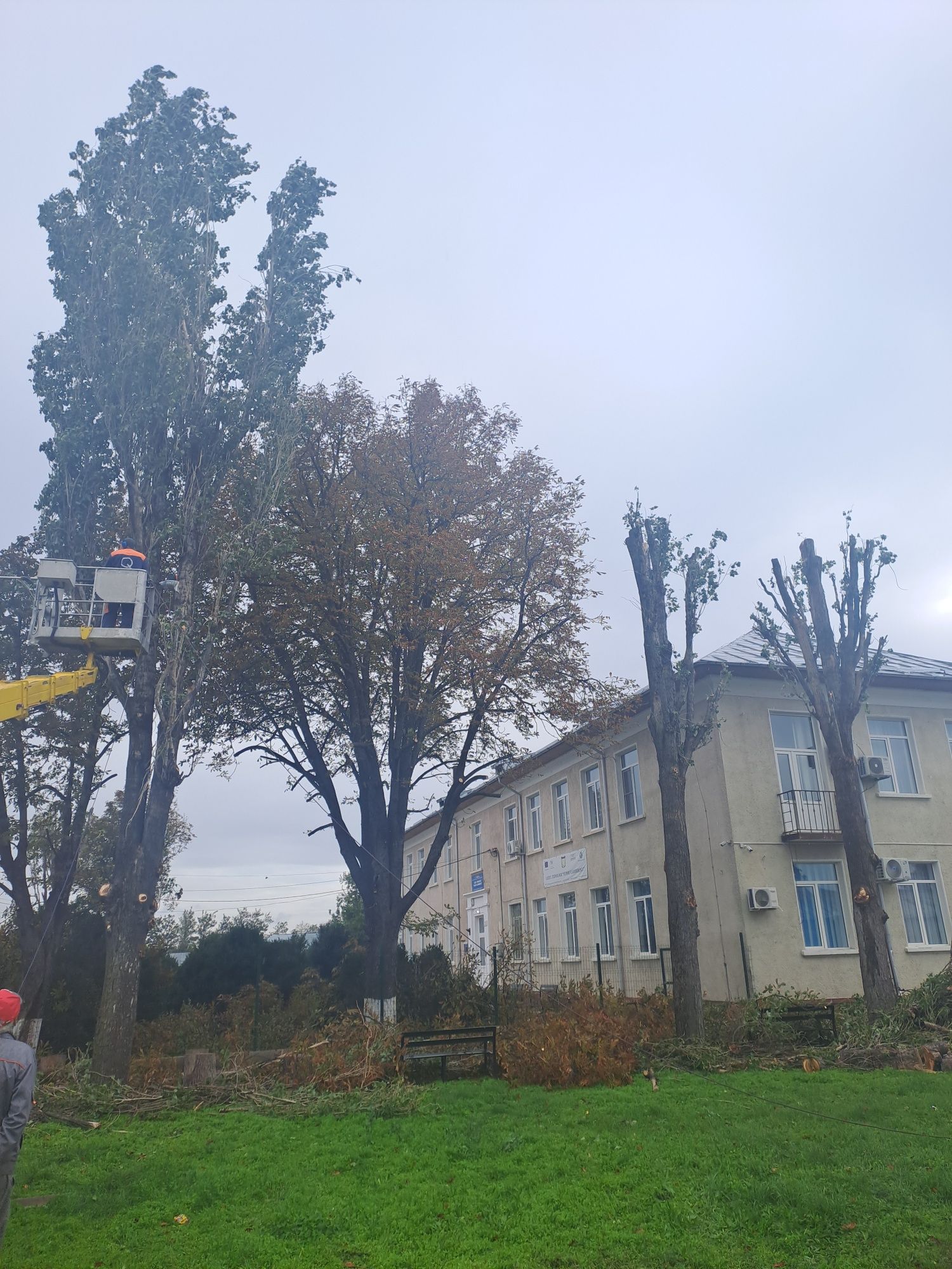Tăieri Arbori/Fasonare/Toaletare/Alpinism Utilitar 24/7