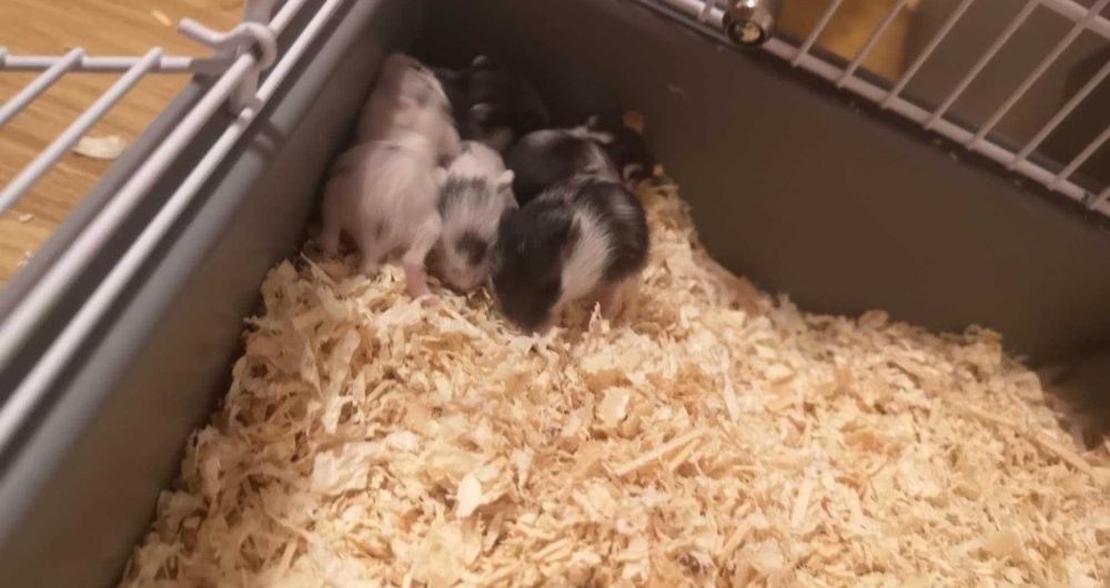 Hamsteri pitici de vanzare