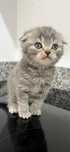 Scottish Fold Tabby