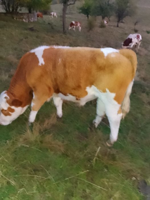 De vânvare 4 viței și un taur
