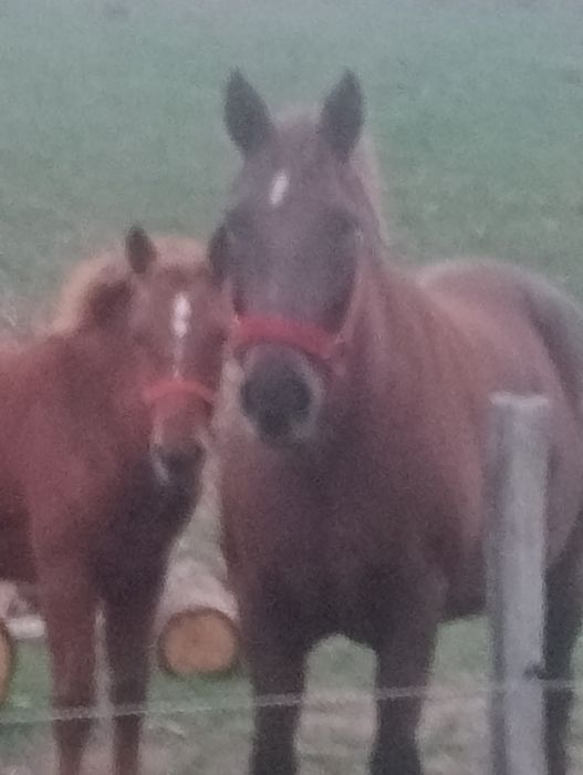 Iapă  cu mînză de 6 luni Berlești Gorj