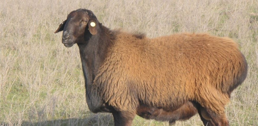 Qassob мясник баран Qoy Qoylar qassob xasib kalla pocha