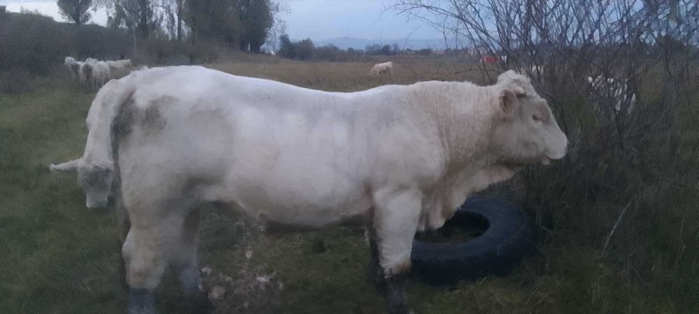 Taur Charolaise 17 luni