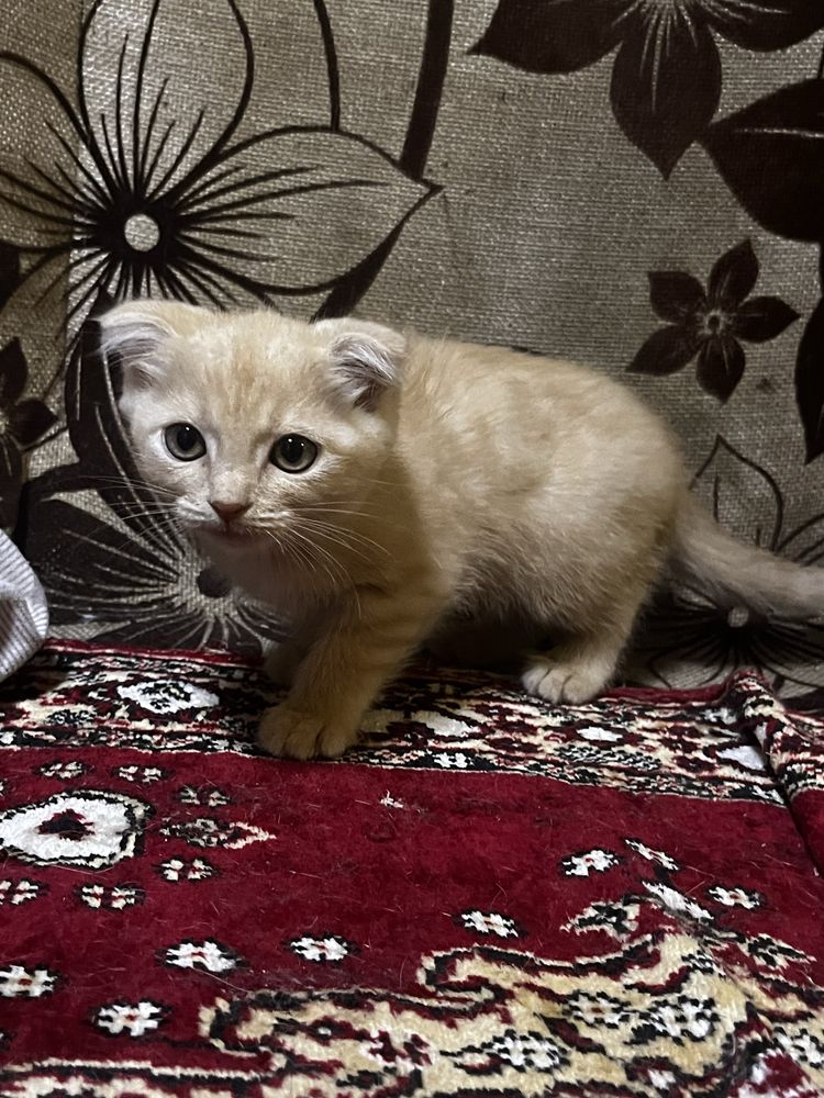 Продам котят возможен торг