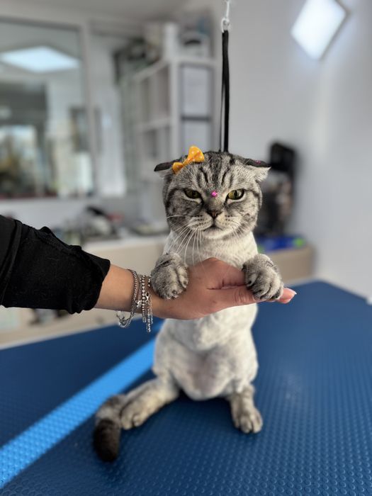 Tund câini și pisici la domiciliu