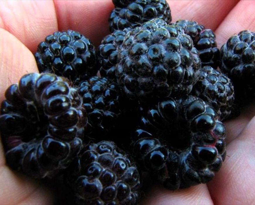 DRAJONI -Zmeura neagra ,soiul bristol si bleak jevel