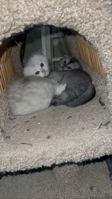 чисто кровный серебристая шиншилла