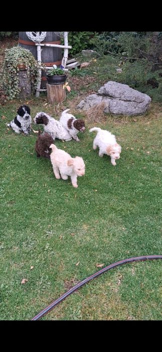 Лагото Романьоло