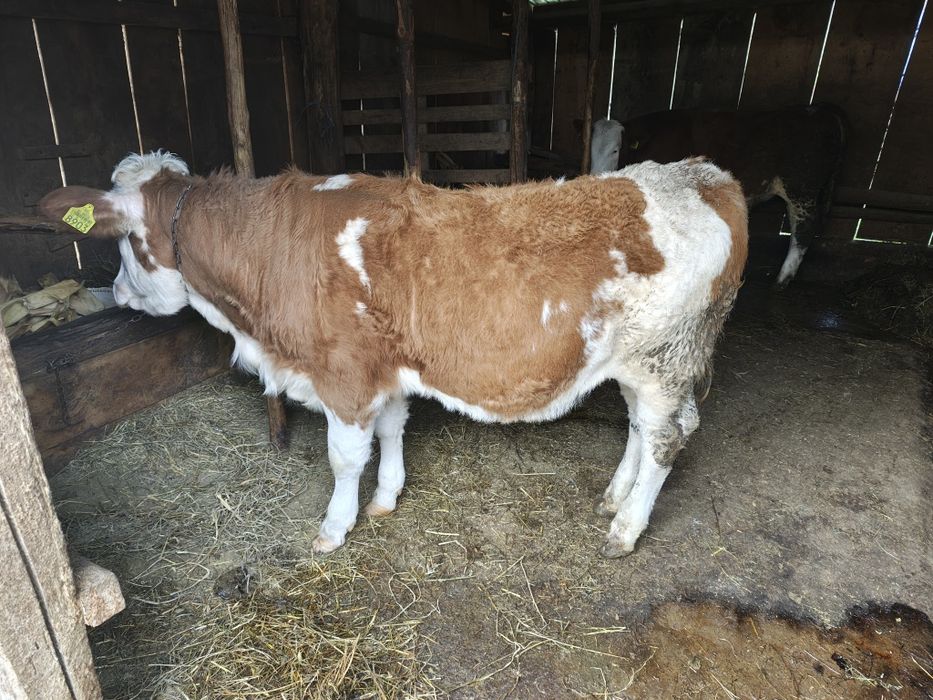 Vând vițea de lapte