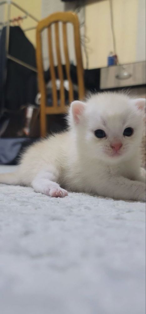 котенок шиншилла