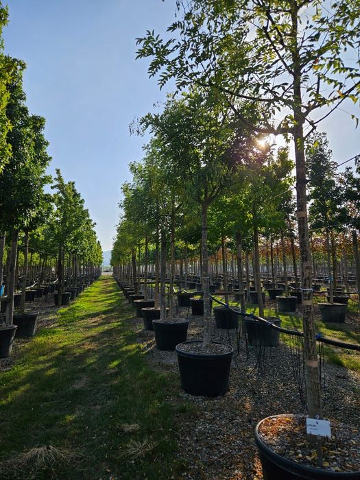 Copacii foiosi toate dimensiunile  tei platan mesteacăn frasin catalpa