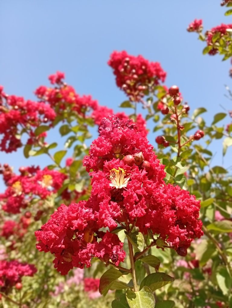 Индийская сирень( Lagestromia indica )