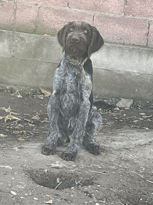 Продаеться щенок дратхара