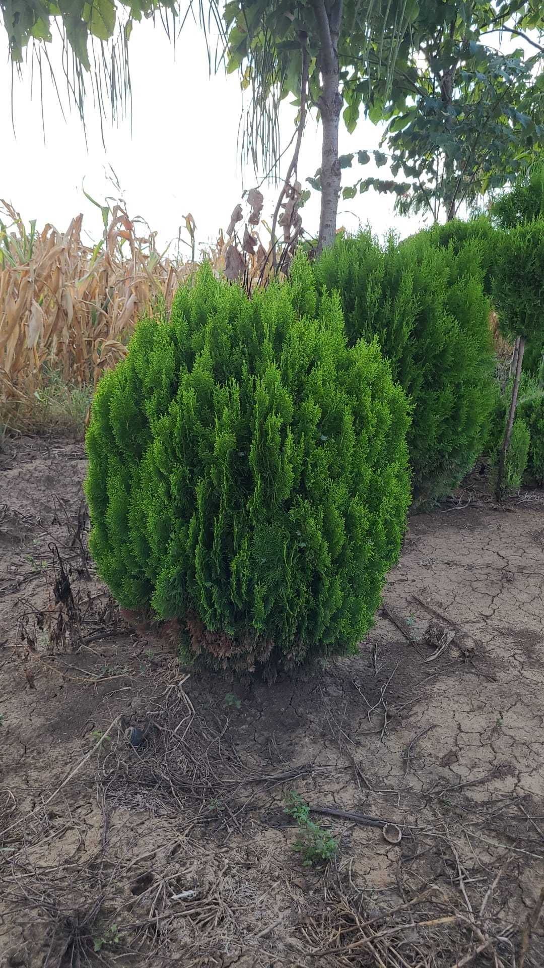 Vindem Spirale si Pon Pon - Tuia Smaragd si Leylandii!