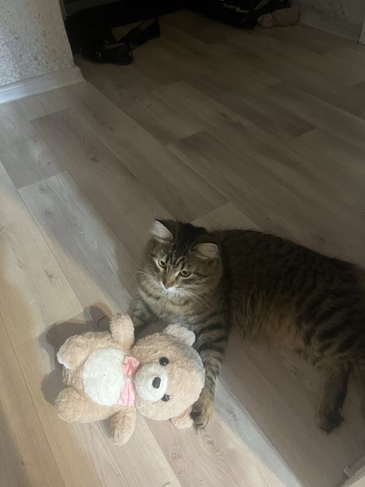 Отдам кота в добрые руки