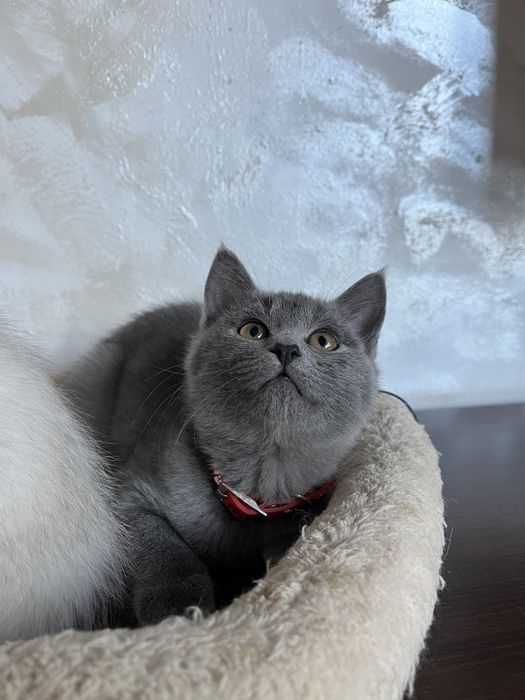 British shorthair fetita