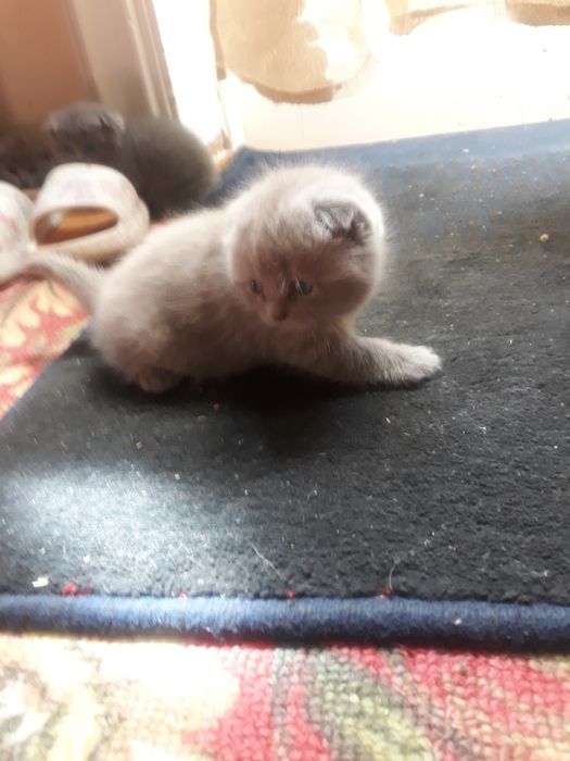 Котята скотишь фольд
