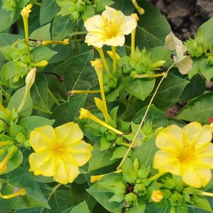 Ночная красавица