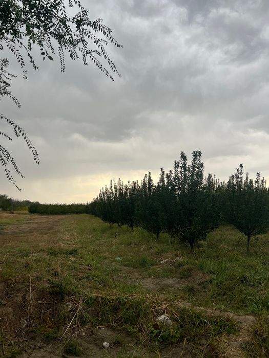 Продаётся Яблонивый Сад 10г