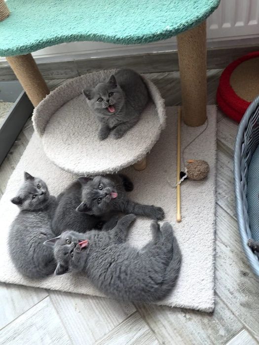 British shorthair rasă pură