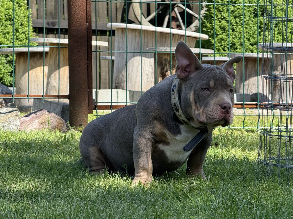 Vand femela american bully pocket