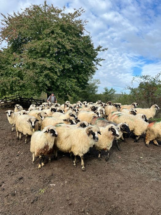 Vând oi de ținut din rasa  brează de Hațeg