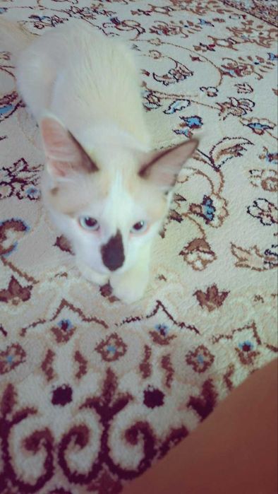 ragdoll o'g'il 8 oylik