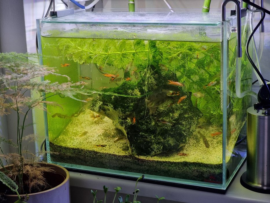 Filtru Extern Pentru Acvariu: Eden 501