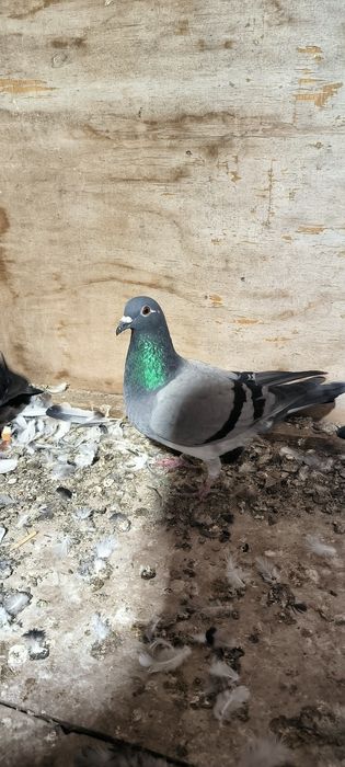 Porumbei voiajori
