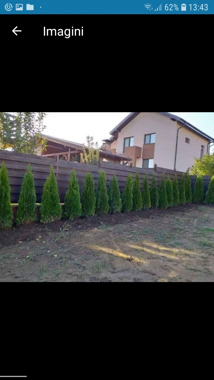 Direct distribuitor in toata țara de plante ornamentale