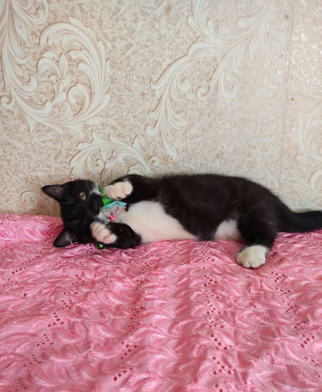 Продается элитный котенок Манчкин, девочка.